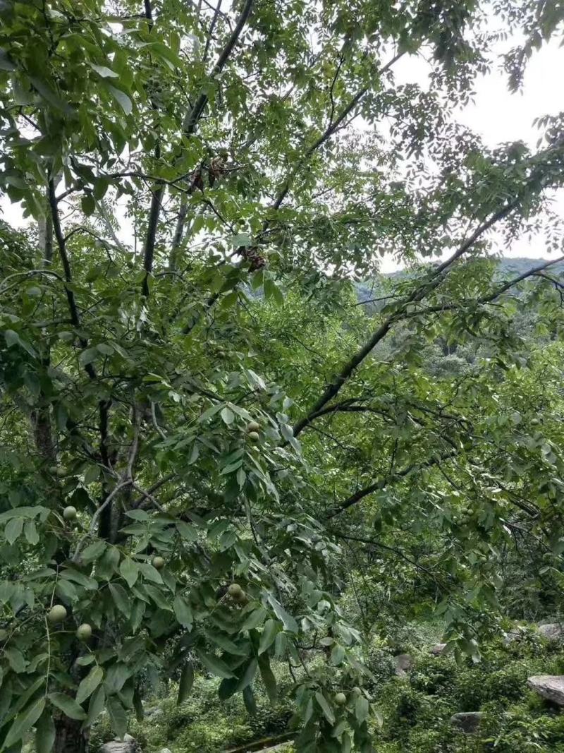 青皮核桃大优青皮核桃