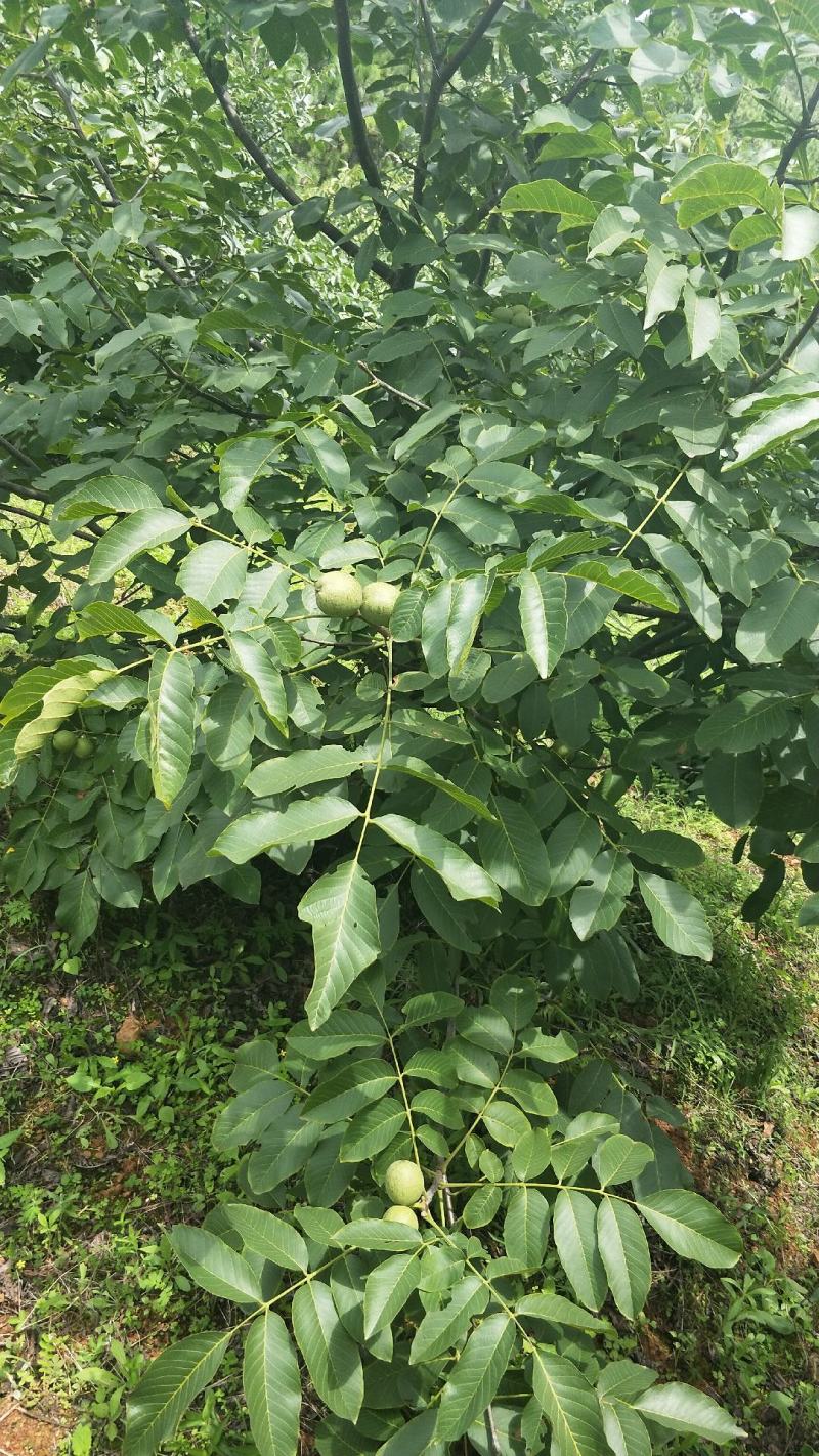 青皮核桃大优青皮核桃