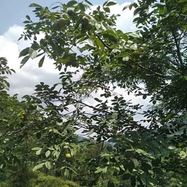 青皮核桃大优青皮核桃