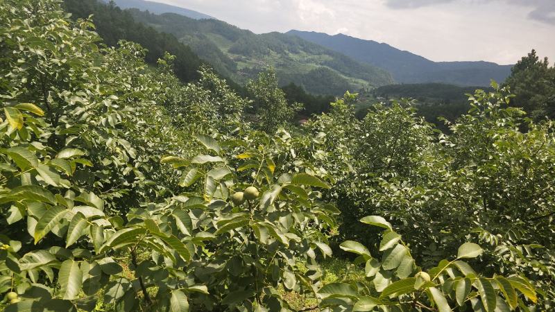 青皮核桃大优青皮核桃