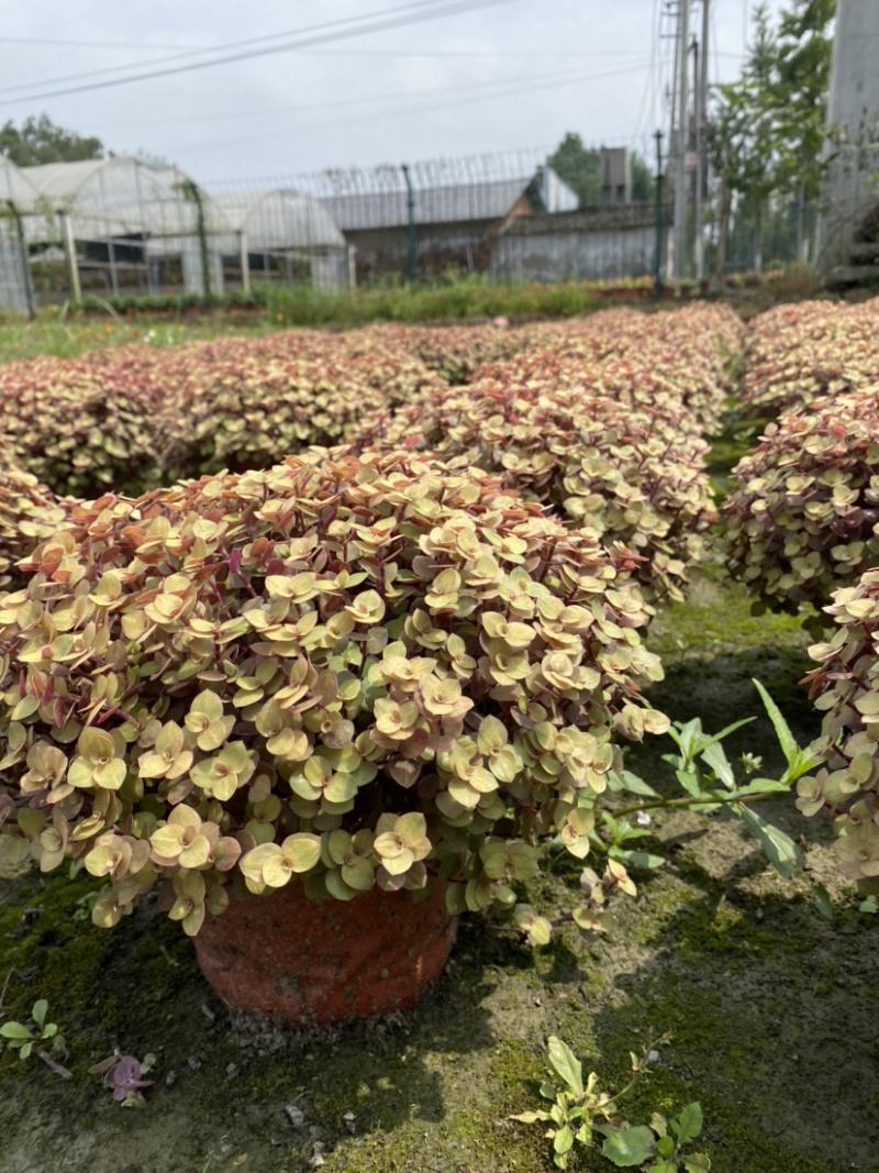 铺地锦竹草基地，花镜地被翠玲珑，翠玲珑18杯价格