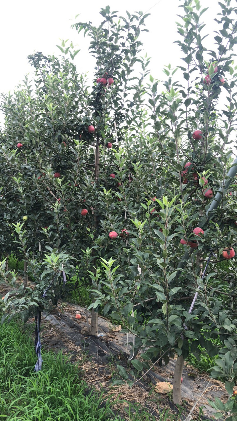 鲁丽苹果，口感脆甜，有机种植。放心食用。