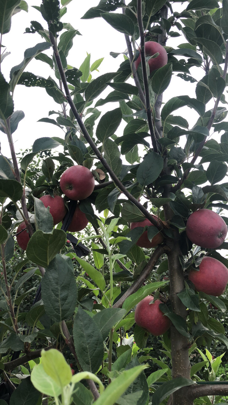 鲁丽苹果，口感脆甜，有机种植。放心食用。