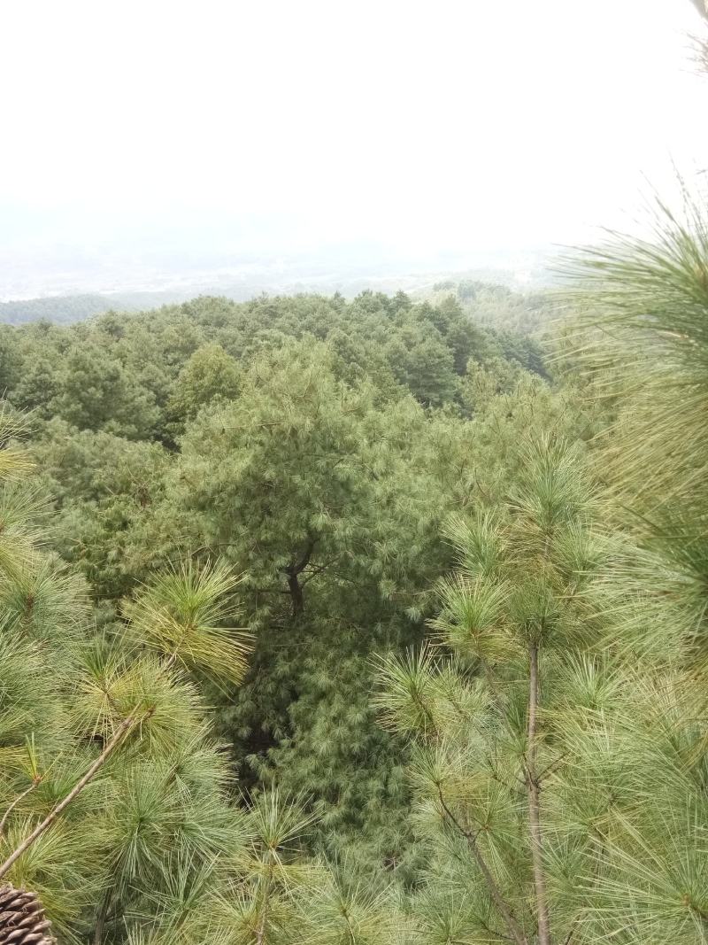 松子，松塔，，粒大饱满。，欢迎各位老板订购