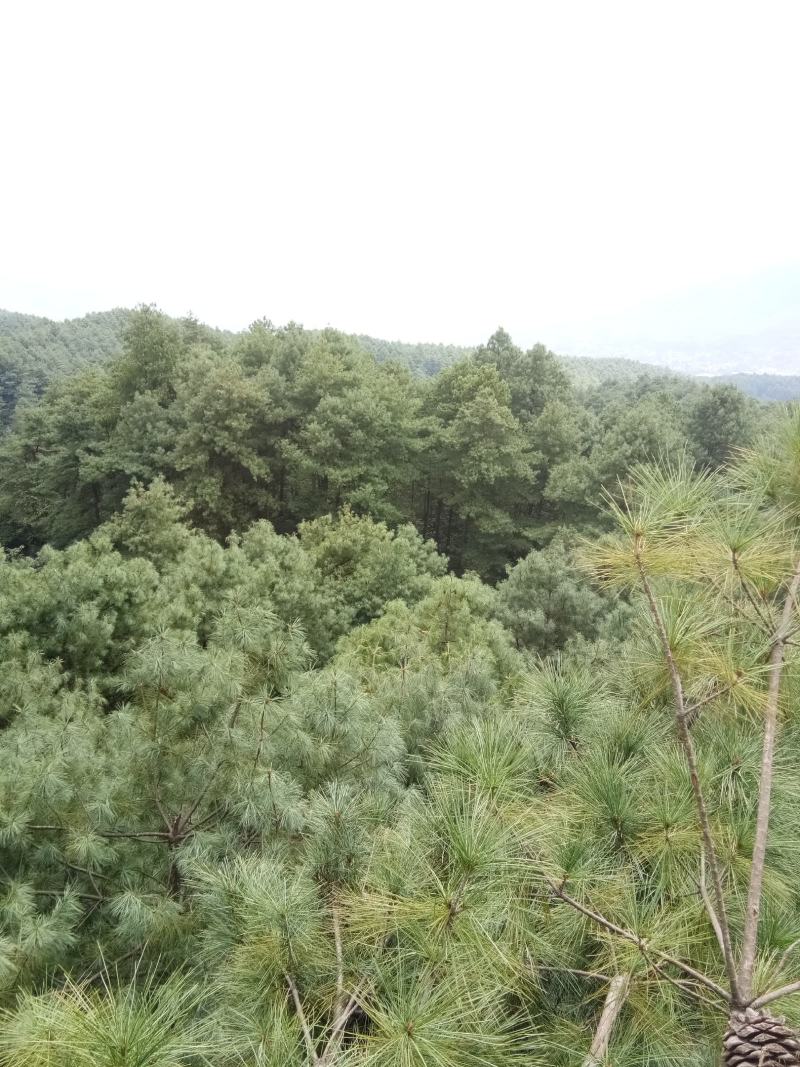 松子，松塔，，粒大饱满。，欢迎各位老板订购