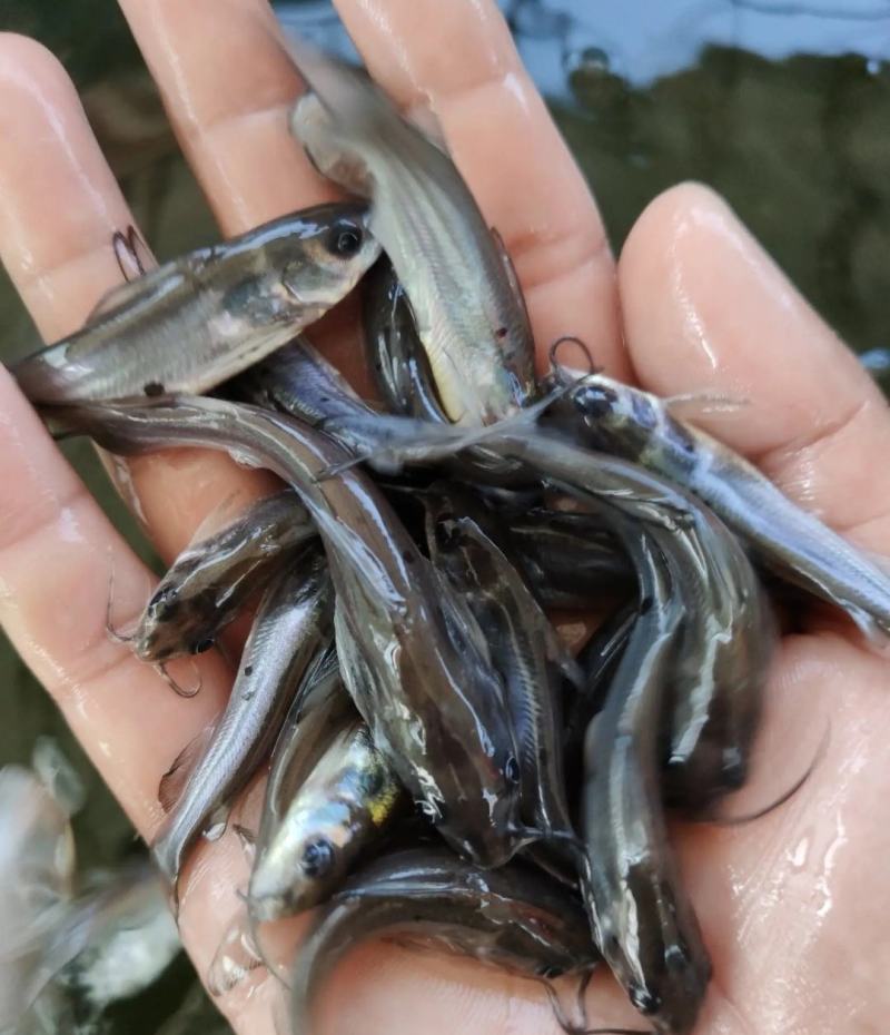 叉尾鱼苗斑点鮰鱼苗苗场直供包成活包技术