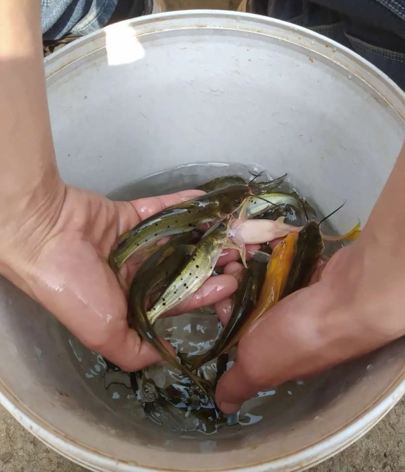 叉尾鱼苗斑点鮰鱼苗苗场直供包成活包技术