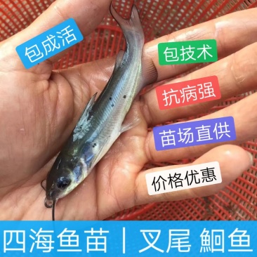叉尾鱼苗斑点鮰鱼苗苗场直供包成活包技术