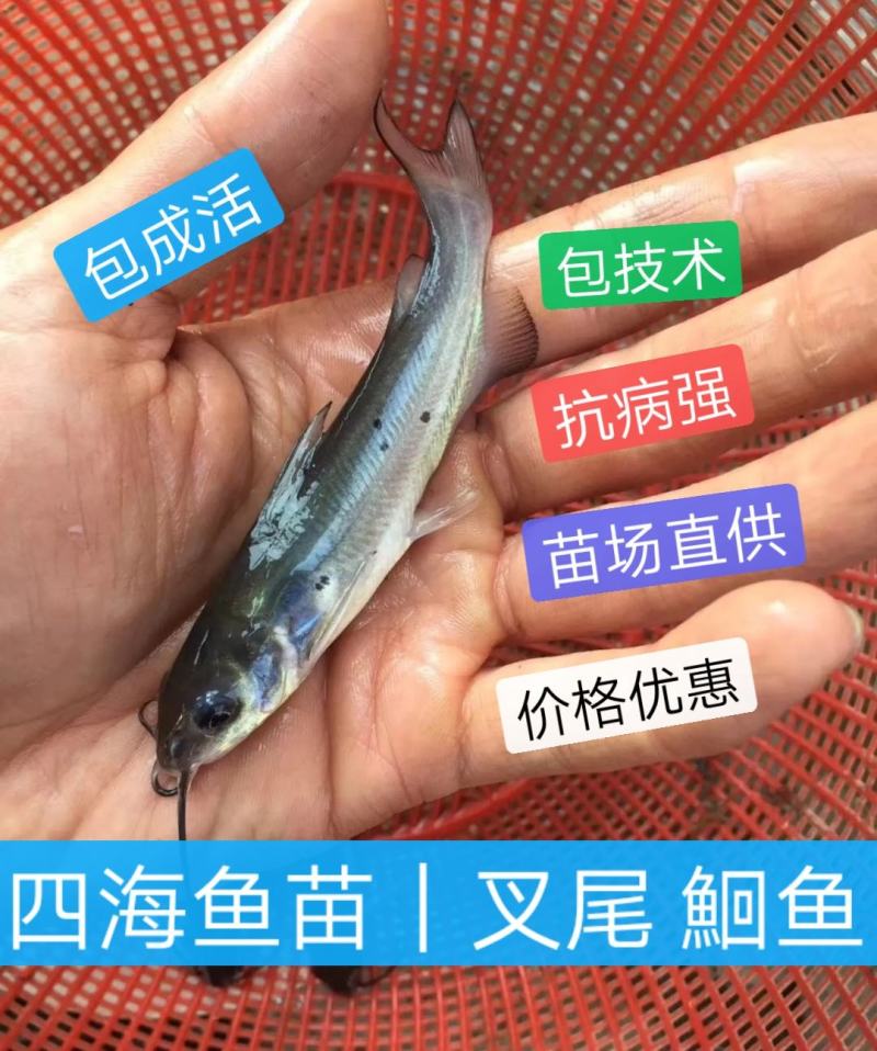 叉尾鱼苗斑点鮰鱼苗苗场直供包成活包技术