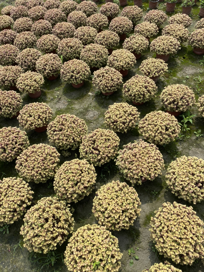 铺地锦竹草基地，花镜地被翠玲珑，翠玲珑18杯价格