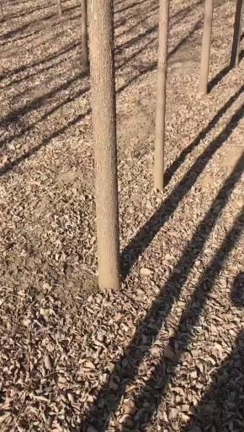 白蜡树白蜡杆树【速生白蜡树对节白蜡大规格白蜡】产地批发