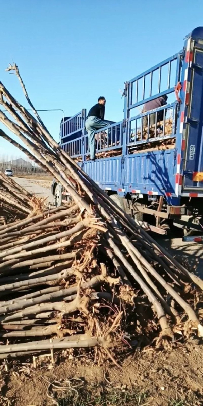 白蜡树白蜡杆树【速生白蜡树对节白蜡大规格白蜡】产地批发