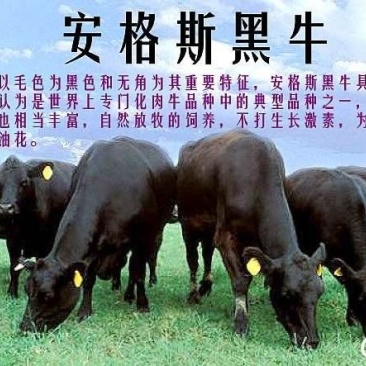 安格斯肉牛犊附近地区免费送货，可实地看货