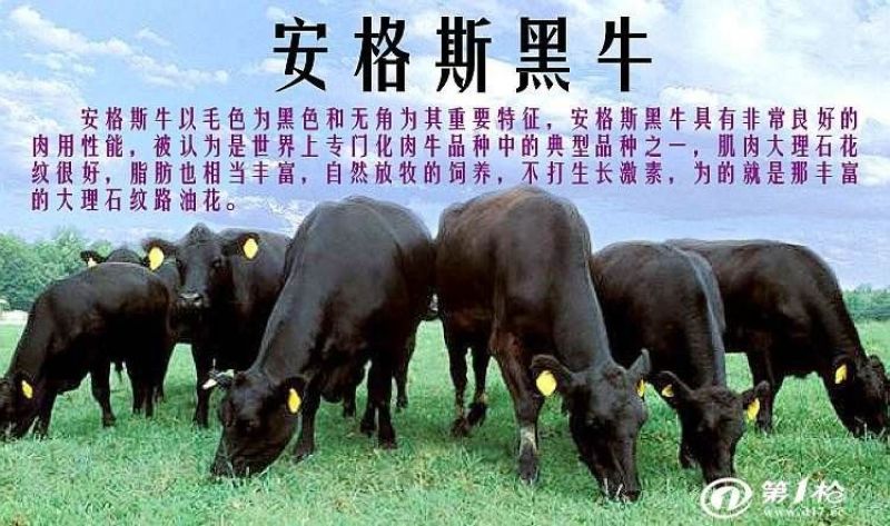 安格斯肉牛犊附近地区免费送货，可实地看货