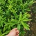 长叶香橙,正品假一罚十,成熟可留树6个月,提供免费种