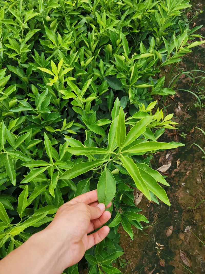 长叶香橙，正品假一罚十，成熟可留树6个月，提供免费种