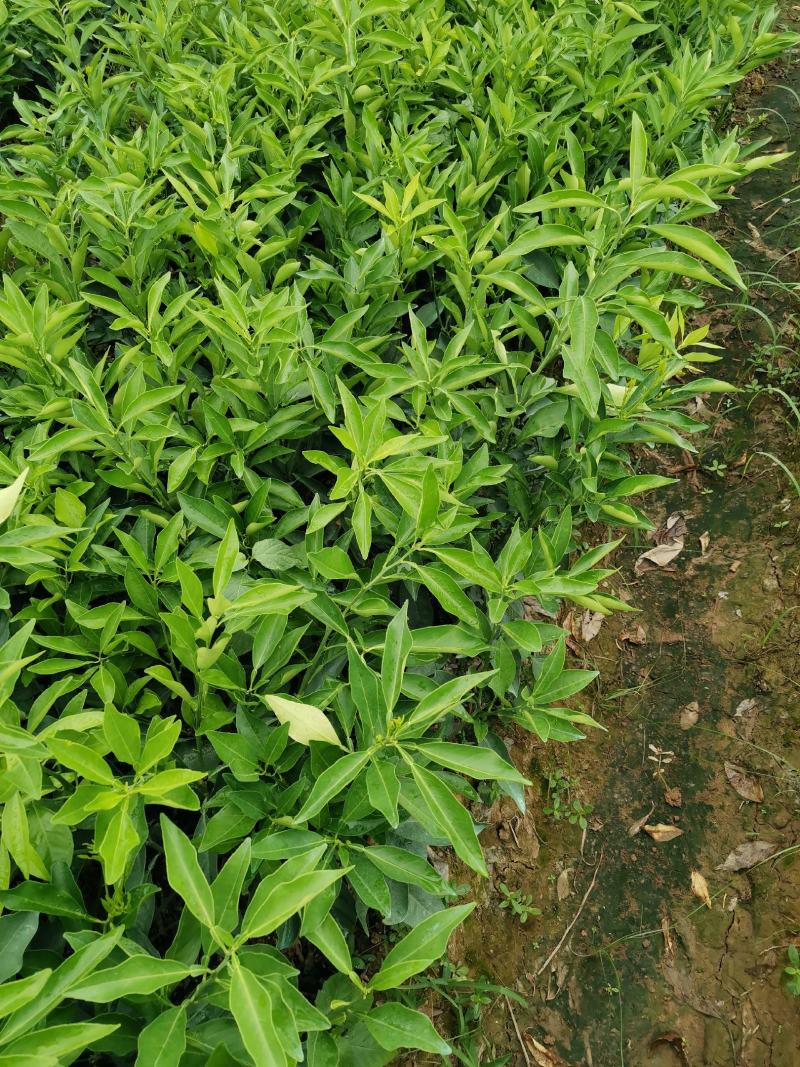 长叶香橙，正品假一罚十，成熟可留树6个月，提供免费种