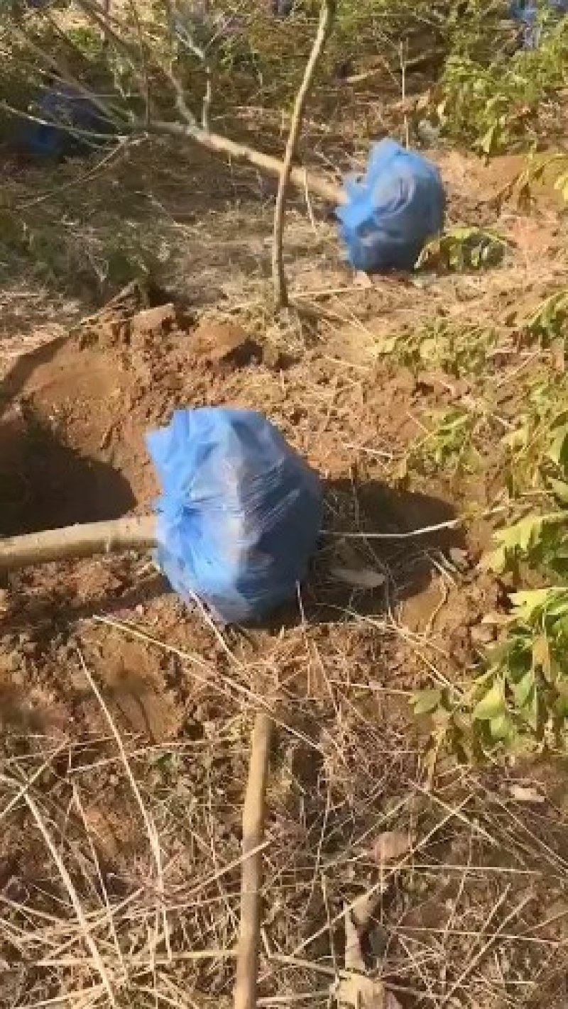 卖红枫树，保证质量成活率高！价格便宜！欢迎各位老板光临！