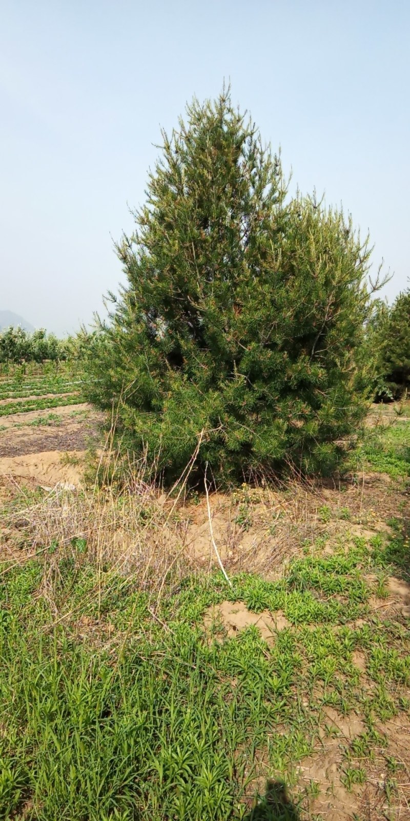 卖红枫树，保证质量成活率高！价格便宜！欢迎各位老板光临！