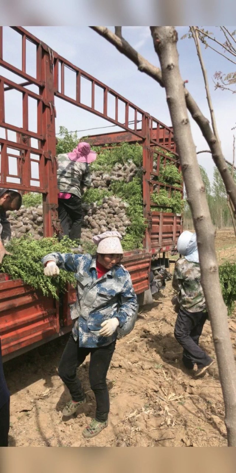卖红枫树，保证质量成活率高！价格便宜！欢迎各位老板光临！
