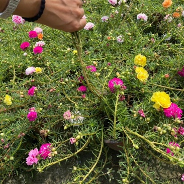 太阳花，重瓣太阳花杯苗，重瓣太阳花基地批发