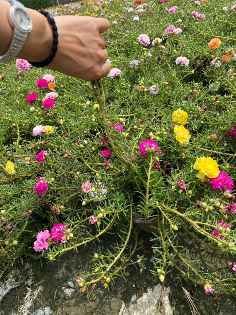太阳花，重瓣太阳花杯苗，重瓣太阳花基地批发