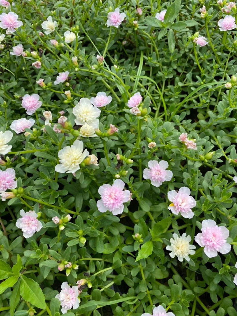 太阳花，重瓣太阳花杯苗，重瓣太阳花基地批发