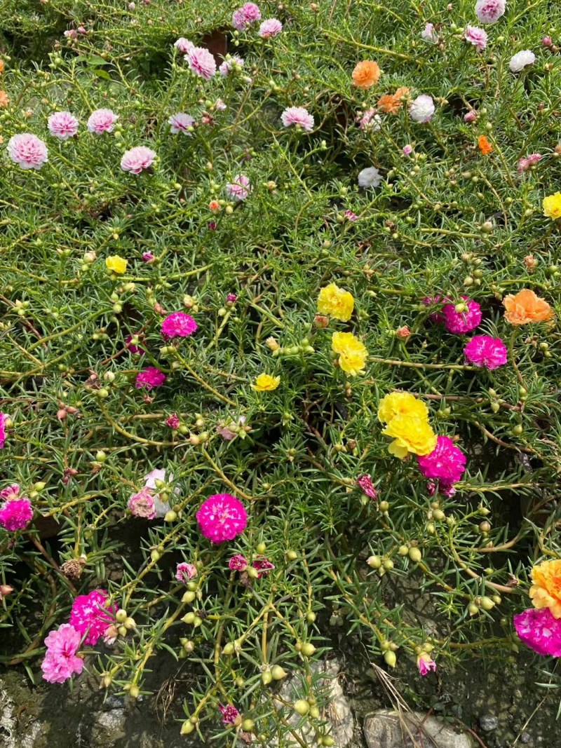 太阳花，重瓣太阳花杯苗，重瓣太阳花基地批发