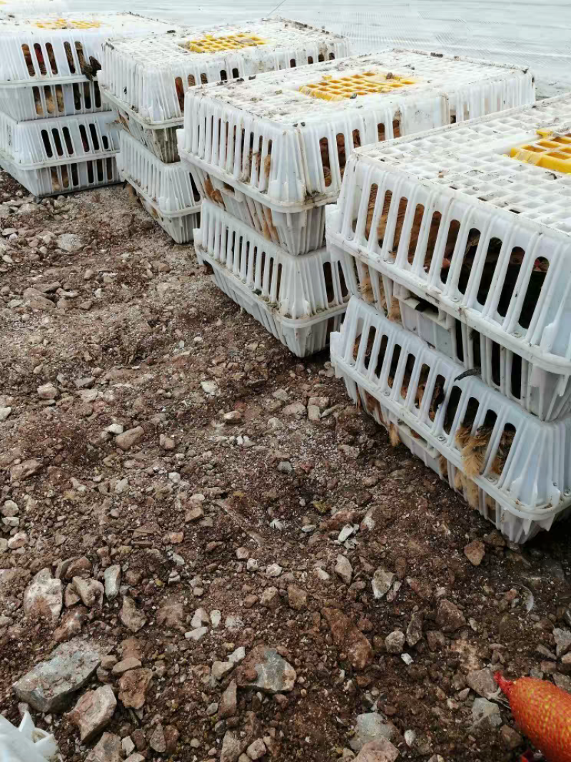 鸡鸭转运笼周转笼加厚加固原包料厂家直销量大从优