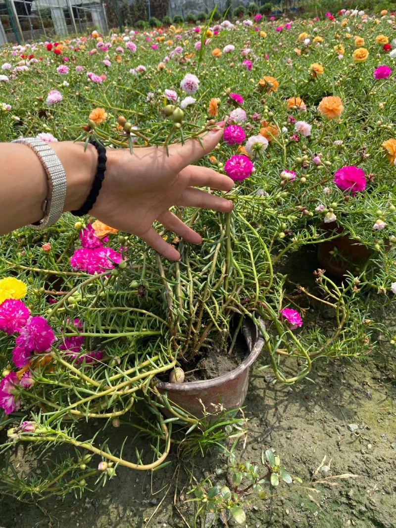 太阳花，重瓣太阳花杯苗，重瓣太阳花基地批发