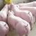 山东仔猪三元仔猪苗猪养猪场常年供应育肥猪苗。体型好。
