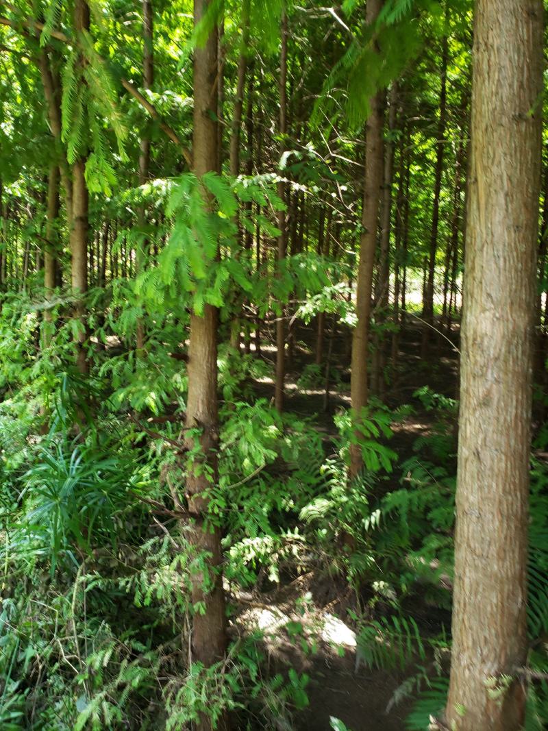 贵州东篱源，水杉，樱花，紫金花