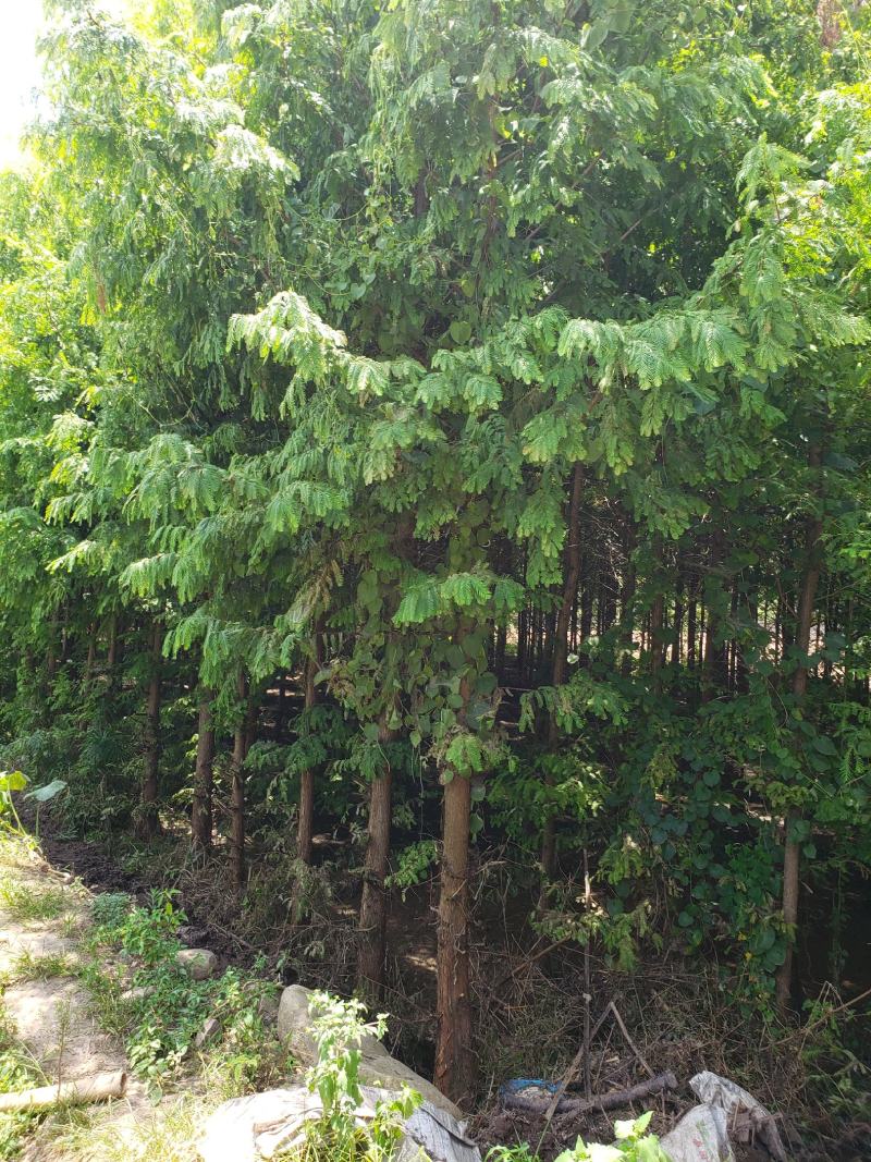 贵州东篱源，水杉，樱花，紫金花