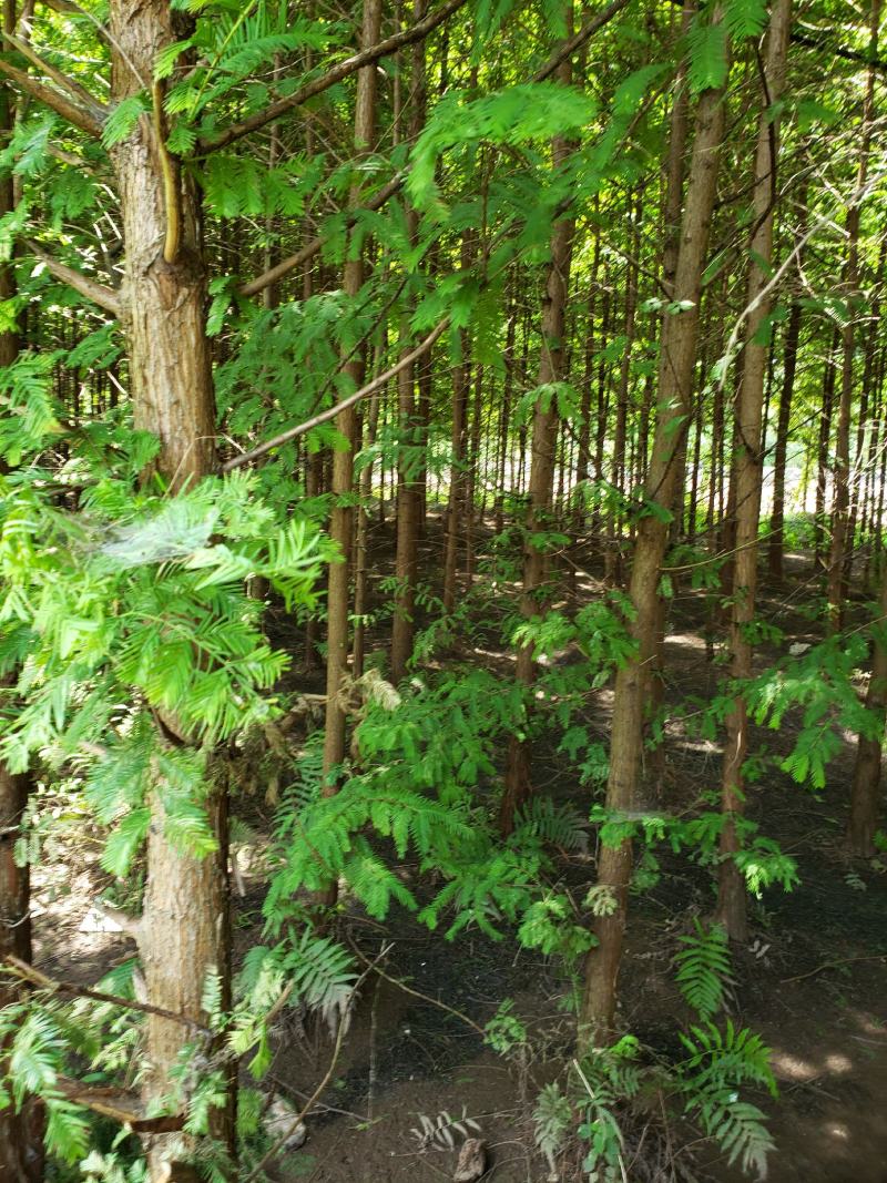贵州东篱源，水杉，樱花，紫金花