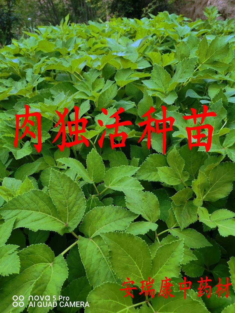 独活苗肉独活苗自产自销一手货源秋季采挖移栽