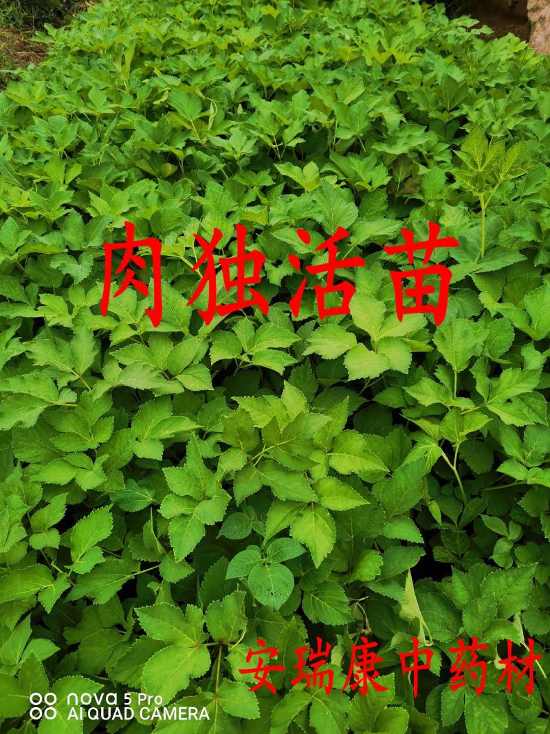 独活苗肉独活苗自产自销一手货源秋季采挖移栽