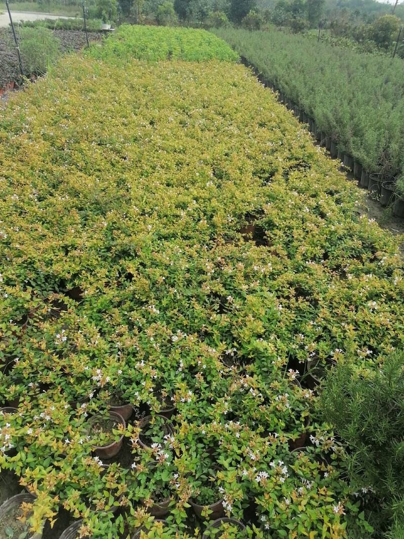 大花六道木双色杯产地直销量大从优欢迎咨询