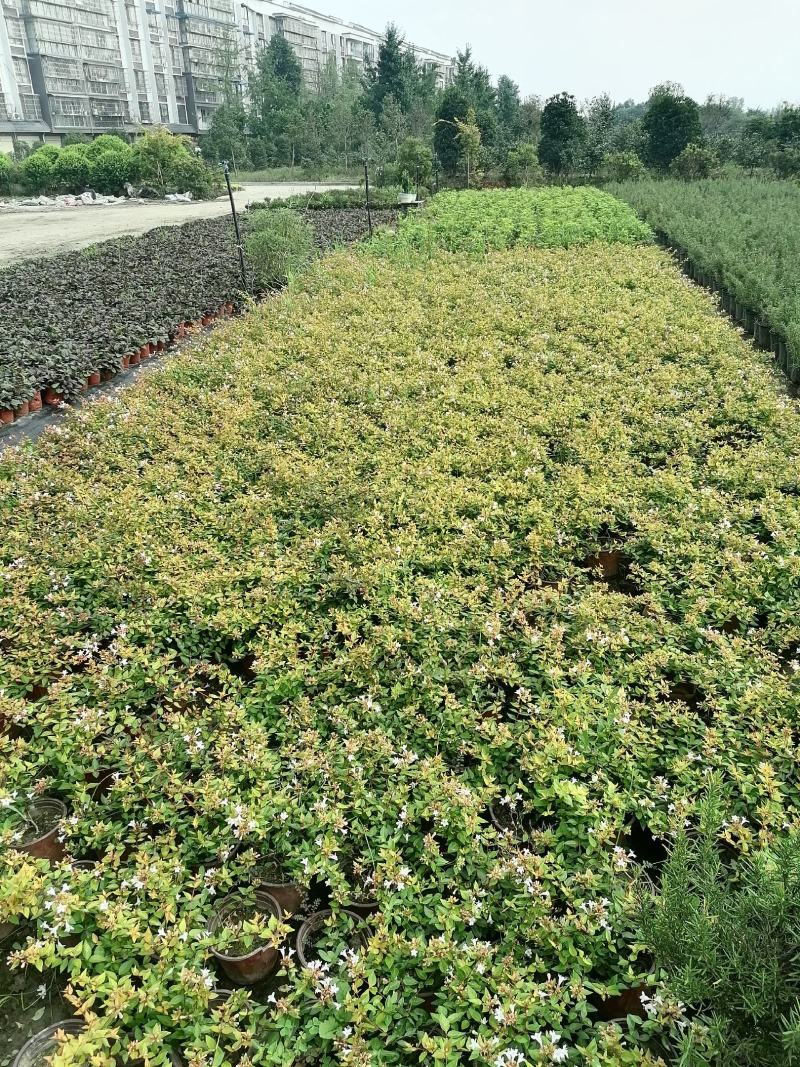 大花六道木双色杯产地直销量大从优欢迎咨询