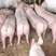 山东仔猪三元仔猪苗猪养猪场常年供应育肥猪苗。体型好。