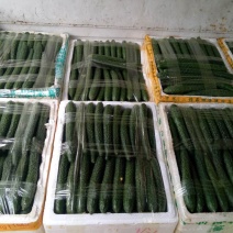 精品青黄瓜