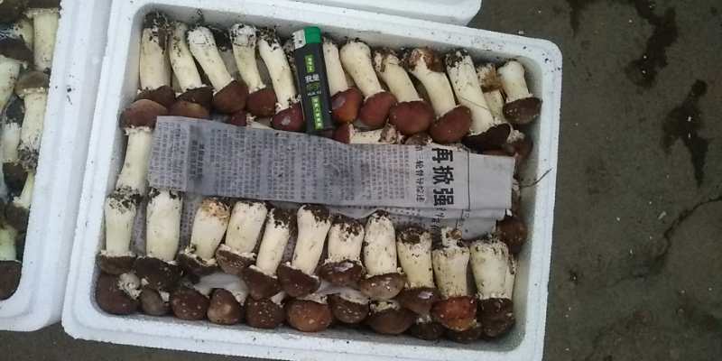 大球盖菇各种等级货源充足，欢迎老板下单，包邮