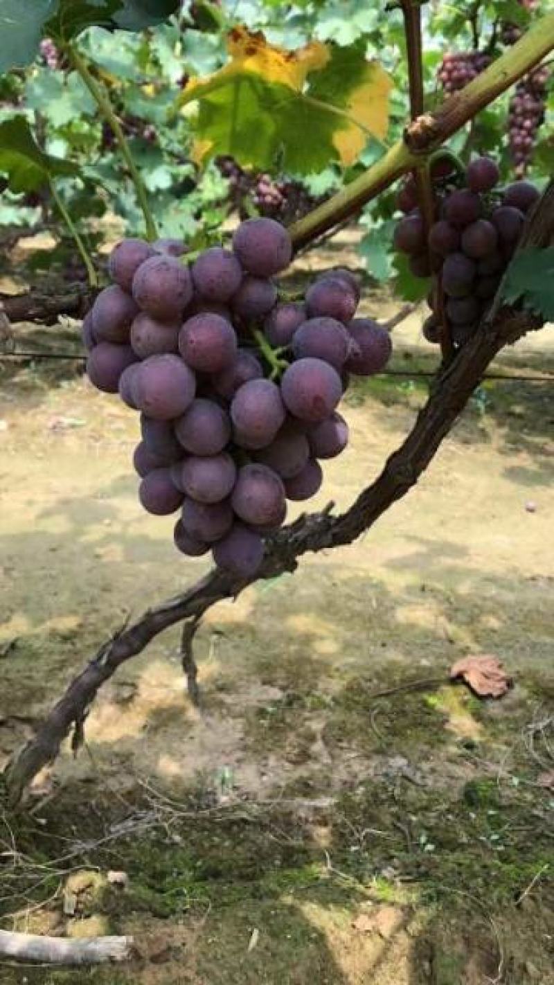 【巨峰葡萄】河北威县巨峰葡萄大量已上市货源充足价格美丽·