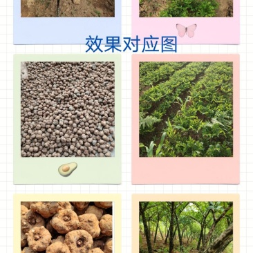 魔芋种子，产地一手价，免费技术指导欢迎咨询。