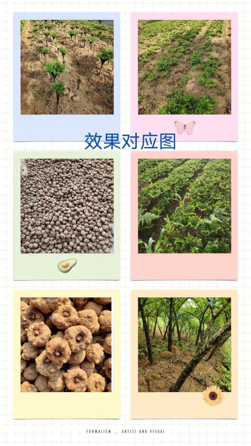 魔芋种子，产地一手价，免费技术指导欢迎咨询。