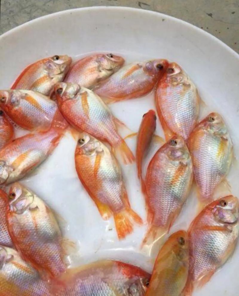 红罗非鱼苗彩虹鲷鱼苗花鲷鱼苗亲亲鱼规格齐全成活高