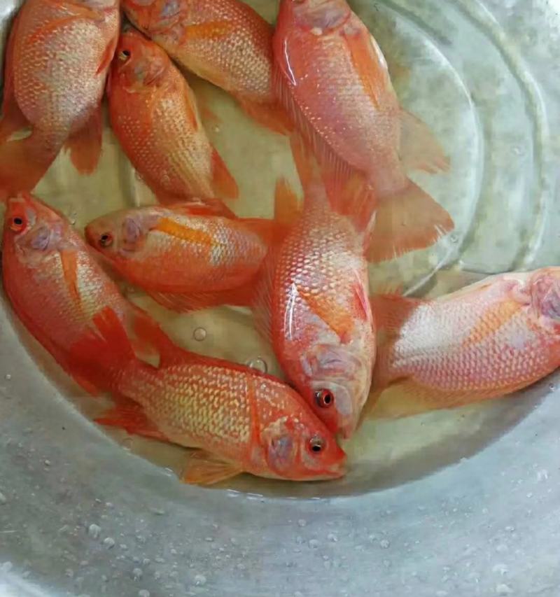 红罗非鱼苗彩虹鲷鱼苗花鲷鱼苗亲亲鱼规格齐全成活高