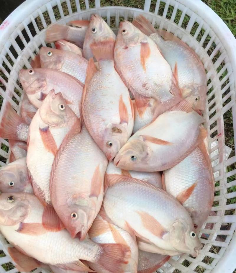 红罗非鱼苗彩虹鲷鱼苗花鲷鱼苗亲亲鱼规格齐全成活高