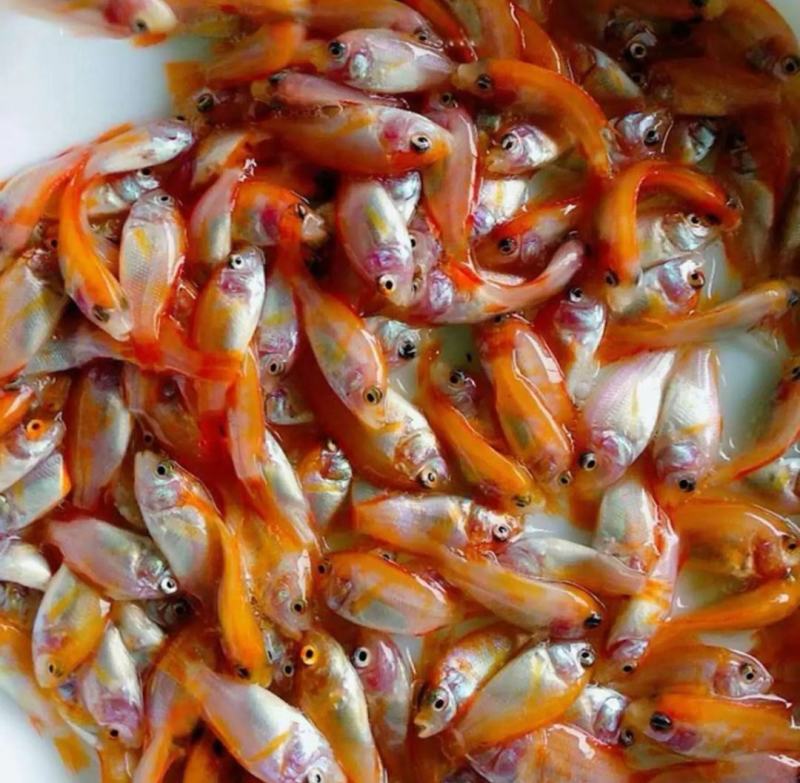 红罗非鱼苗彩虹鲷鱼苗花鲷鱼苗亲亲鱼规格齐全成活高