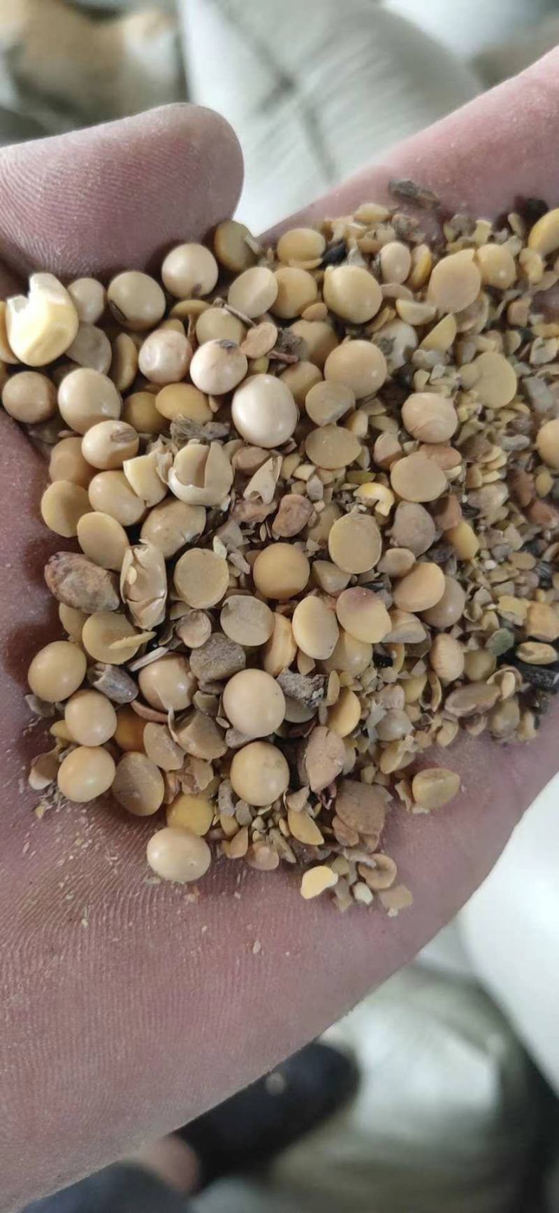 【优质好货】碎黄豆，猪牛羊蛋白补充，量大优惠，品质可靠！