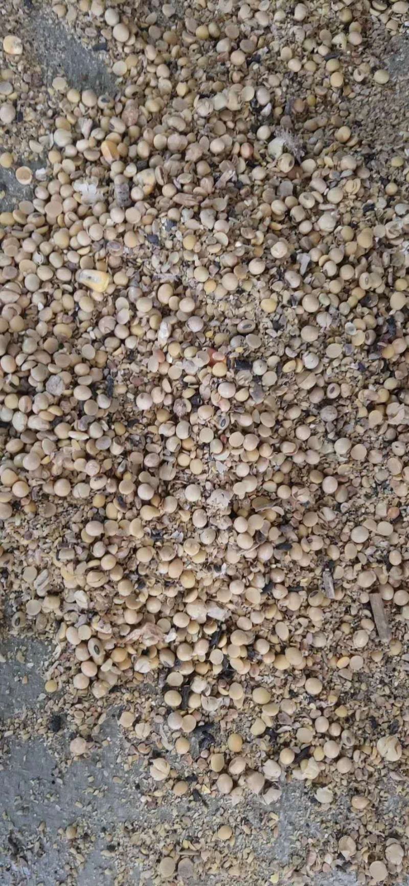 【优质好货】碎黄豆，猪牛羊蛋白补充，量大优惠，品质可靠！
